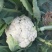 白菜花紧花乳白1～2斤品质佳，还有速冻厂菜花