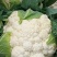 白菜花紧花乳白1～2斤品质佳，还有速冻厂菜花