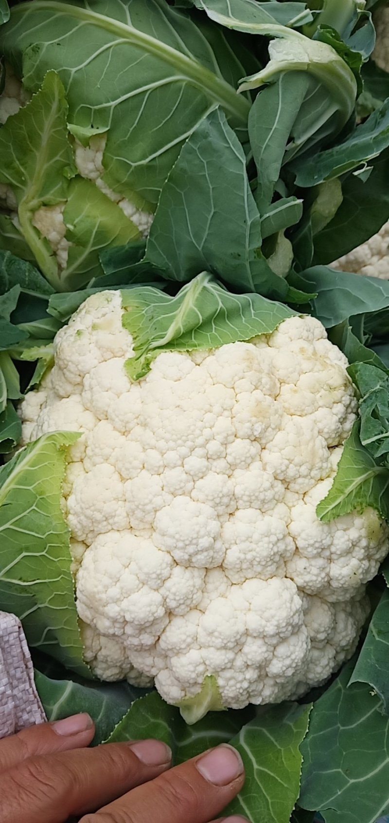 白菜花紧花乳白1～2斤品质佳，还有速冻厂菜花