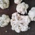 白菜花紧花乳白1～2斤品质佳，还有速冻厂菜花