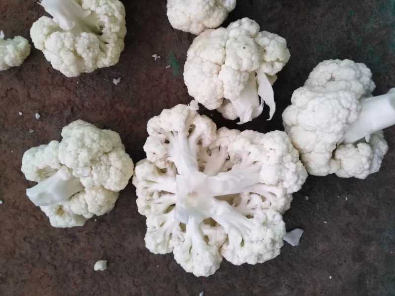 白菜花紧花乳白1～2斤品质佳，还有速冻厂菜花