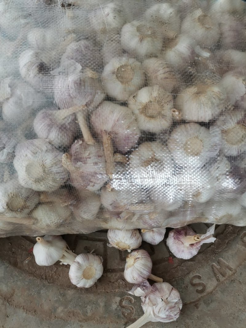 精品金乡紫皮大蒜，产地直发代发全国，专业加工规格齐全