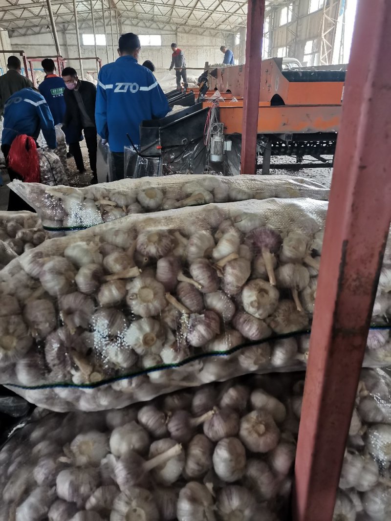 精品金乡紫皮大蒜，产地直发代发全国，专业加工规格齐全