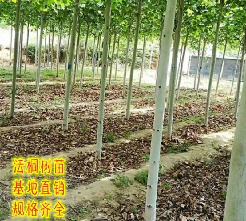 法国梧桐绿化苗木法桐树青皮梧桐法桐苗泡桐树苗行道树木