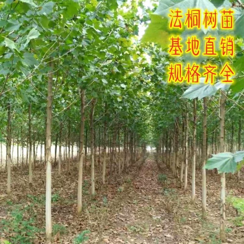 法国梧桐绿化苗木法桐树青皮梧桐法桐苗泡桐树苗行道树木
