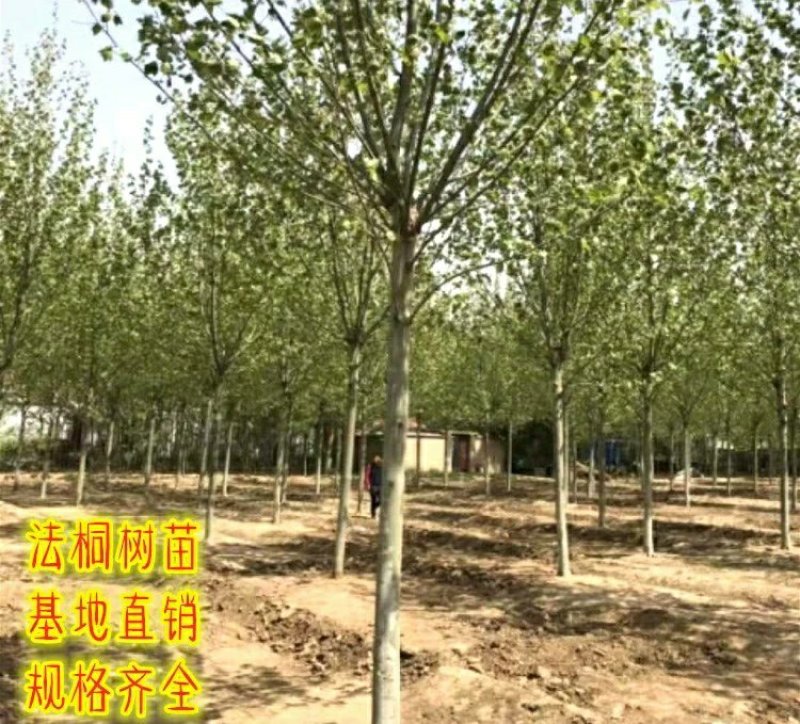 法国梧桐绿化苗木法桐树青皮梧桐法桐苗泡桐树苗行道树木
