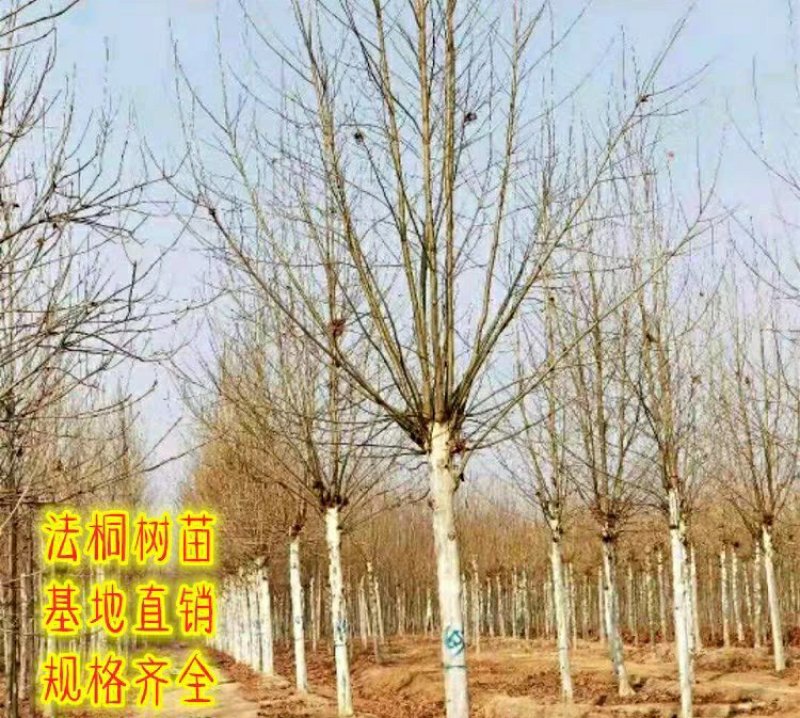 法国梧桐绿化苗木法桐树青皮梧桐法桐苗泡桐树苗行道树木