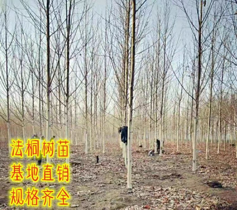 法国梧桐绿化苗木法桐树青皮梧桐法桐苗泡桐树苗行道树木