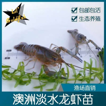 优质澳洲龙虾淡水澳洲龙虾优质澳洲龙虾