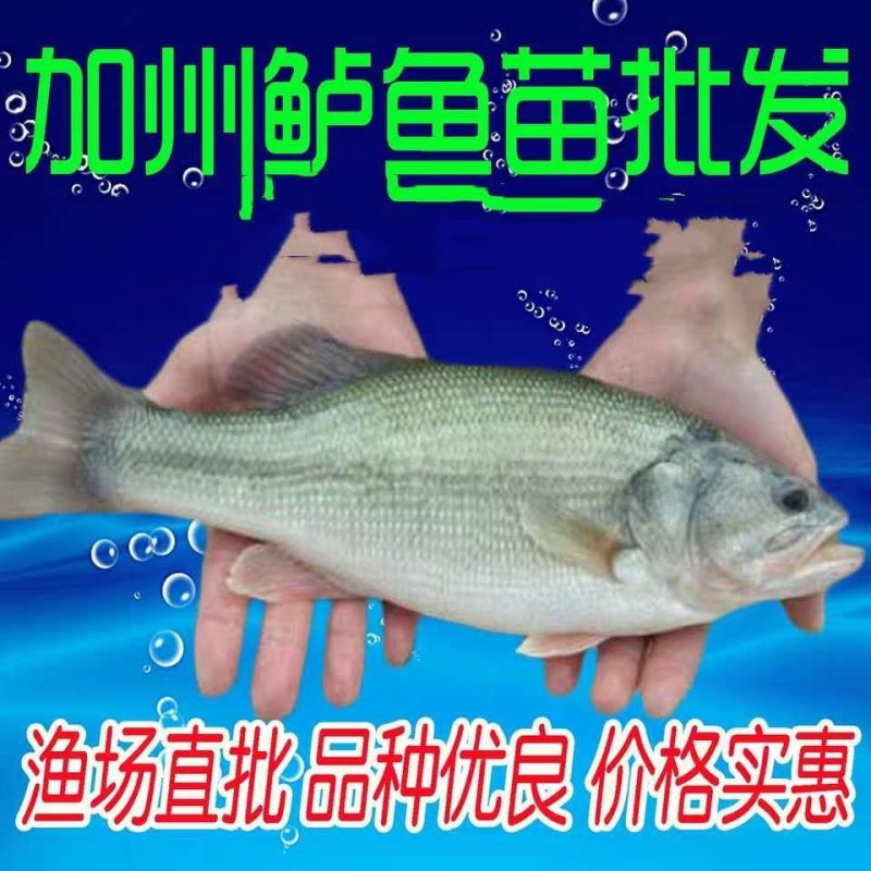 优质加州鲈鱼苗加州鲈鱼鲈鱼苗，加洲鲈鱼苗