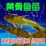 优质黄颡鱼苗全雄黄颡鱼苗黄骨鱼苗全雄黄颡鱼苗
