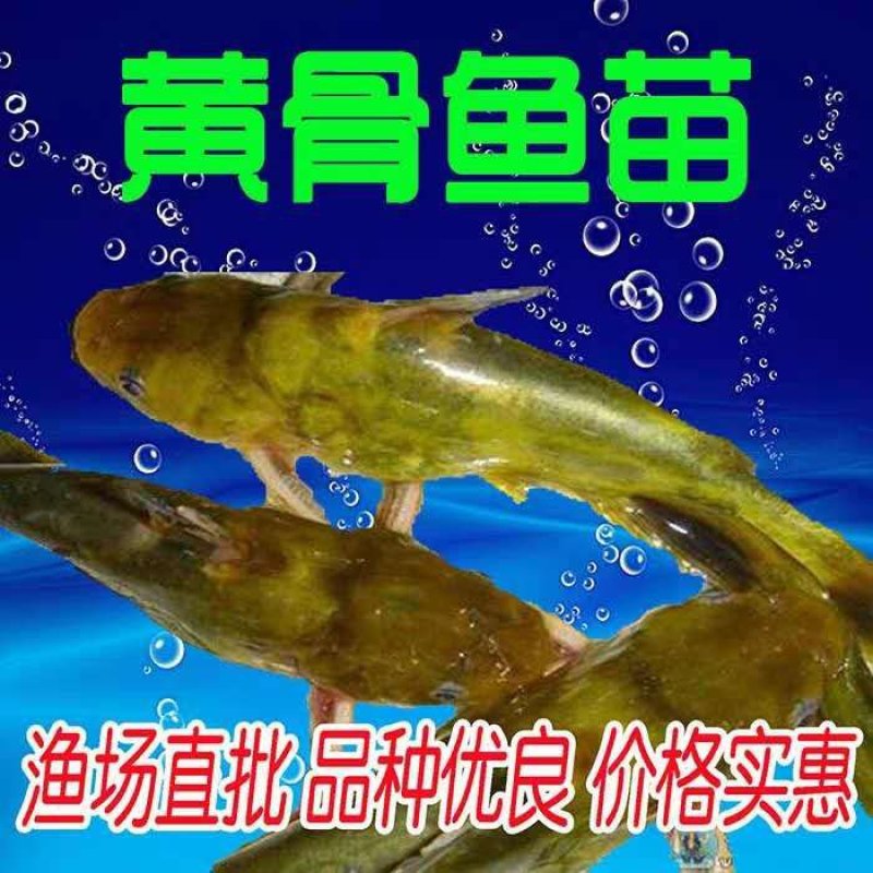 优质黄颡鱼苗全雄黄颡鱼苗黄骨鱼苗全雄黄颡鱼苗