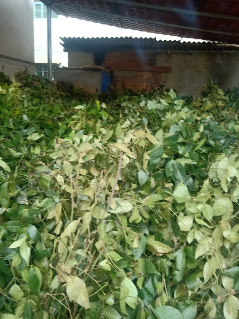 草珊瑚！九节茶