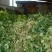 草珊瑚！九节茶
