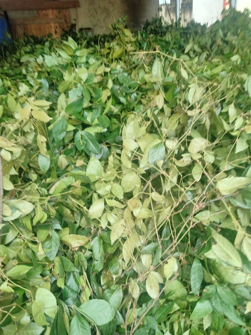 草珊瑚！九节茶