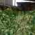 草珊瑚！九节茶