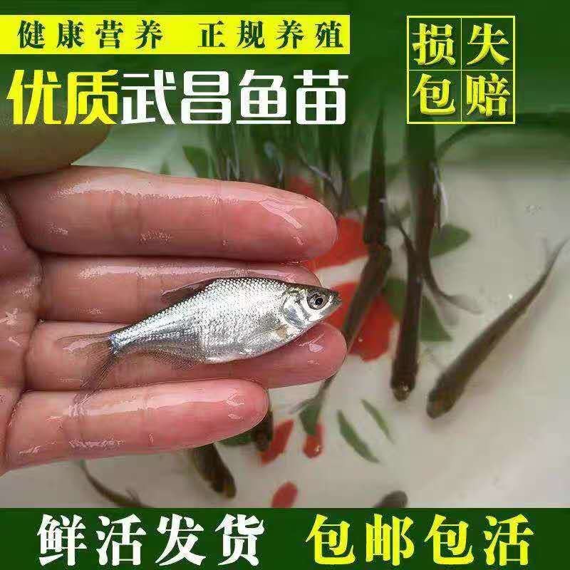 优质鱼苗武昌鱼苗边鱼苗武昌边，武昌鱼苗边鱼苗