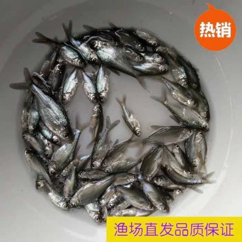 优质鱼苗武昌鱼苗边鱼苗武昌边，武昌鱼苗边鱼苗