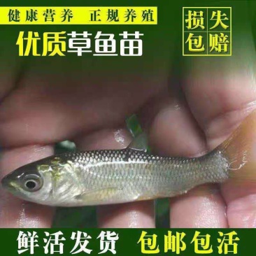 优质草鱼苗，青草鱼苗，皖鱼苗优质草鱼苗，青草鱼苗，皖鱼苗