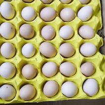 农家放养初生种蛋土鸡蛋