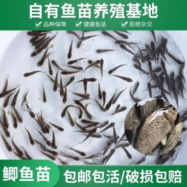 （推荐）优质鱼苗，鲫鱼苗，彭泽鲫，青龙鲫中科3号
