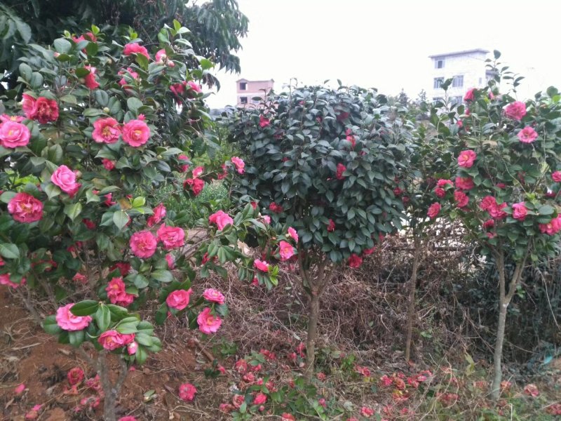 地径5-6公分、赤丹红茶花、叶面四季清秀美观