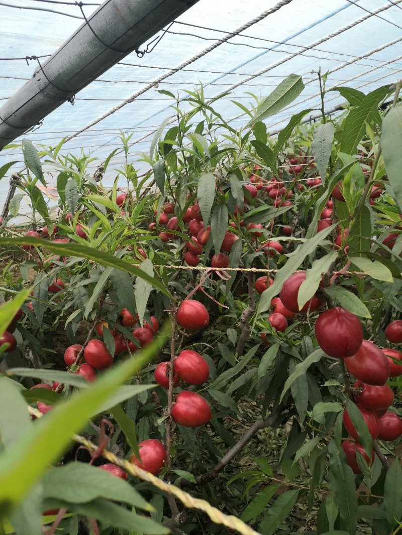 山东油桃供应链供应商超电商批发市出口外贸