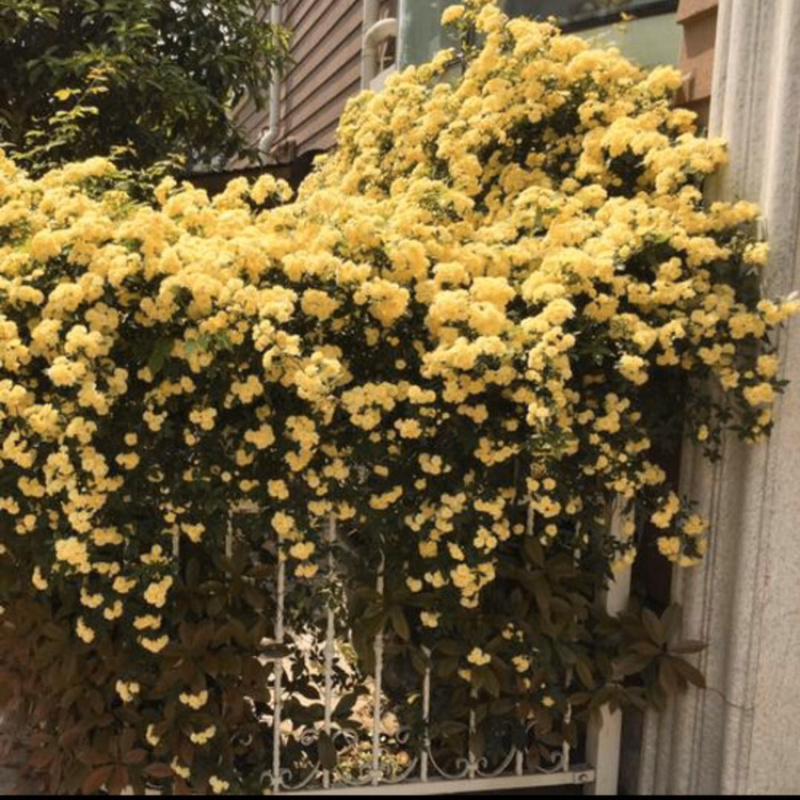 黄木香红木香白木香爬藤植物庭院攀援盆栽花卉