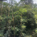 黄木香红木香白木香爬藤植物庭院攀援盆栽花卉