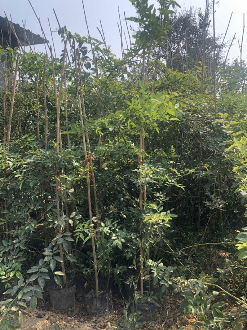 黄木香红木香白木香爬藤植物庭院攀援盆栽花卉