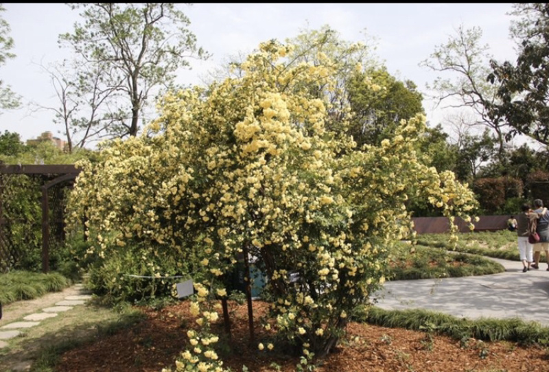 黄木香红木香白木香爬藤植物庭院攀援盆栽花卉