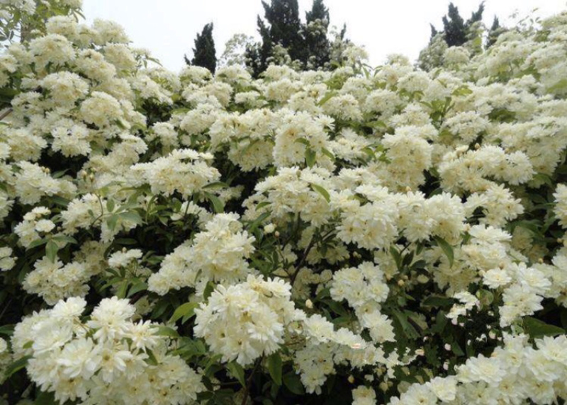 黄木香红木香白木香爬藤植物庭院攀援盆栽花卉