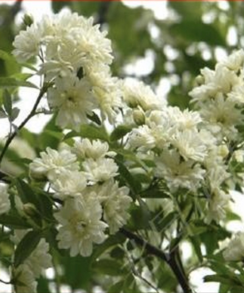 黄木香红木香白木香爬藤植物庭院攀援盆栽花卉