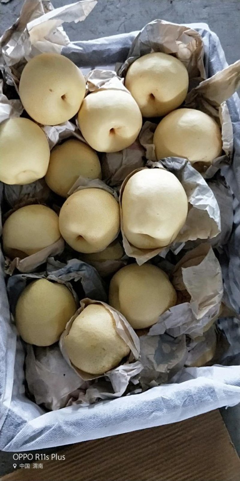 陕西产地直销酥梨-彩虹梨，红香酥红啤梨社区商超对接
