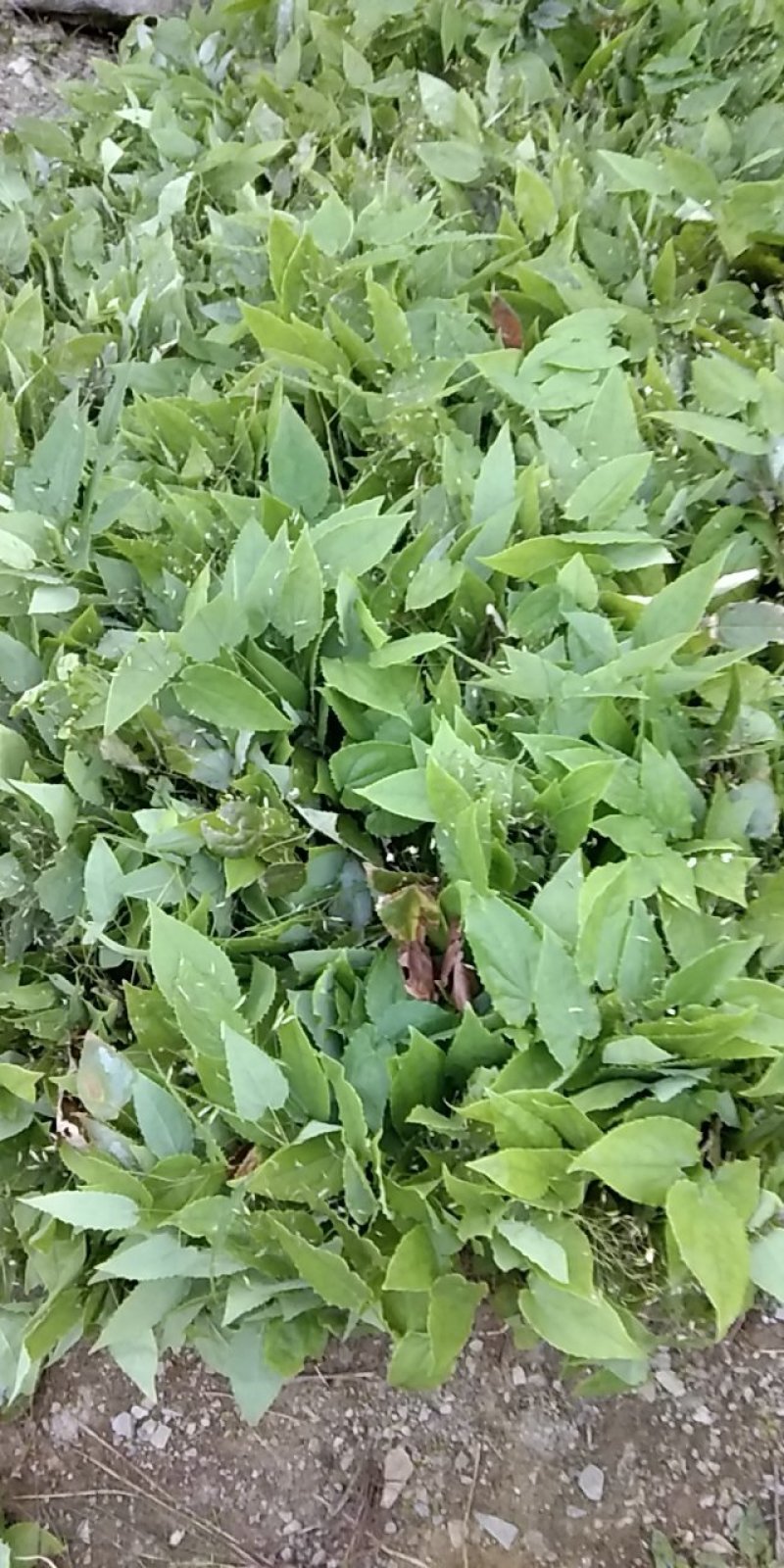 野生淫羊藿种苗需要的联系我