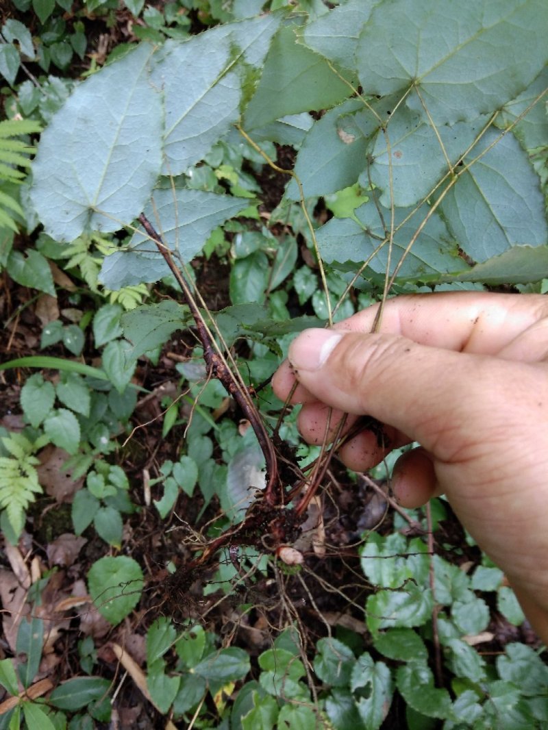 野生淫羊藿种苗需要的联系我