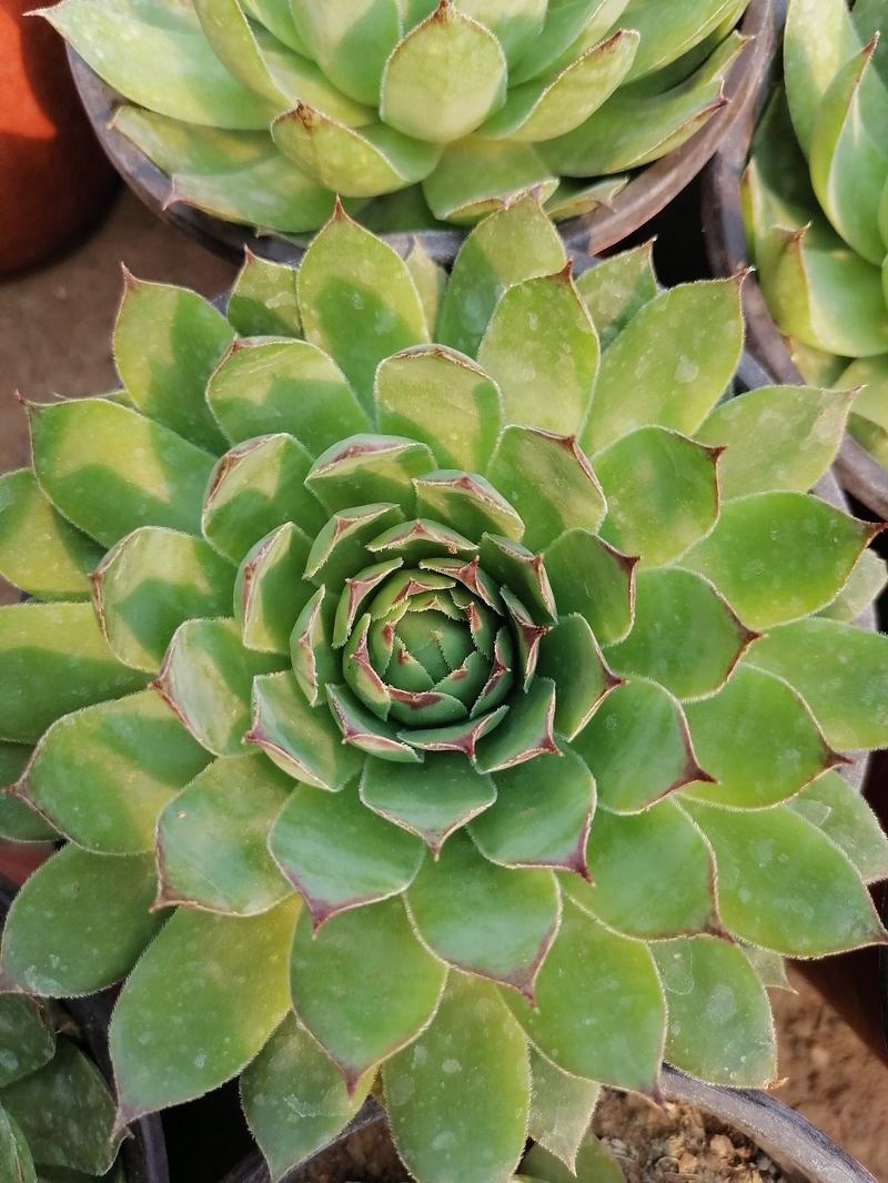 多肉植物系列一观音莲—状态好，带盆发物流