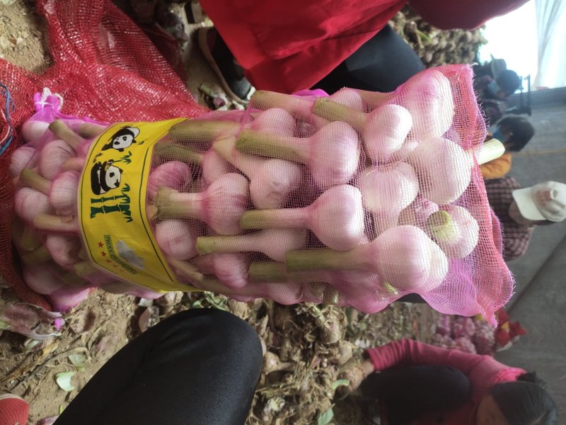 产地直销早熟大蒜，大量上市，5公分以上，诚信接单
