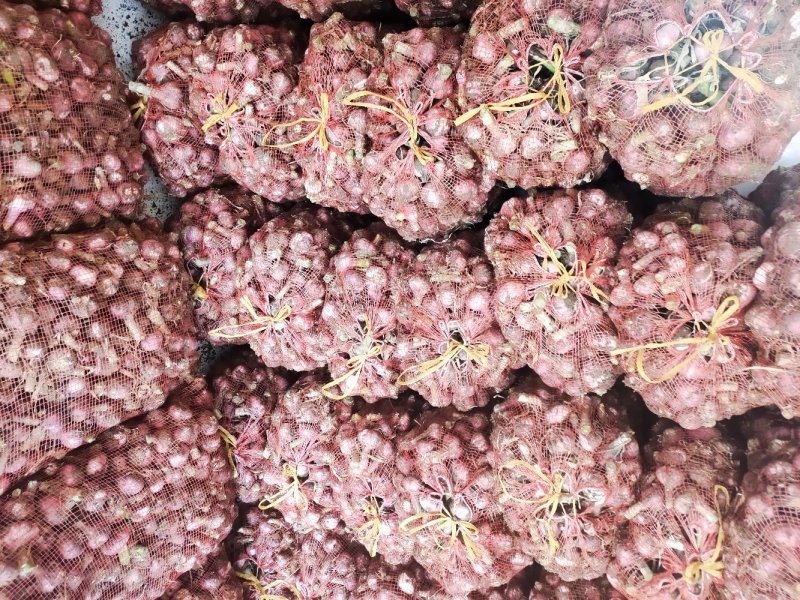 精品新鲜大蒜大量上市，5公分以上，电商，超市，**
