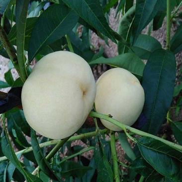 基地直销白桃苗适合南北种植包品种产量高耐储存