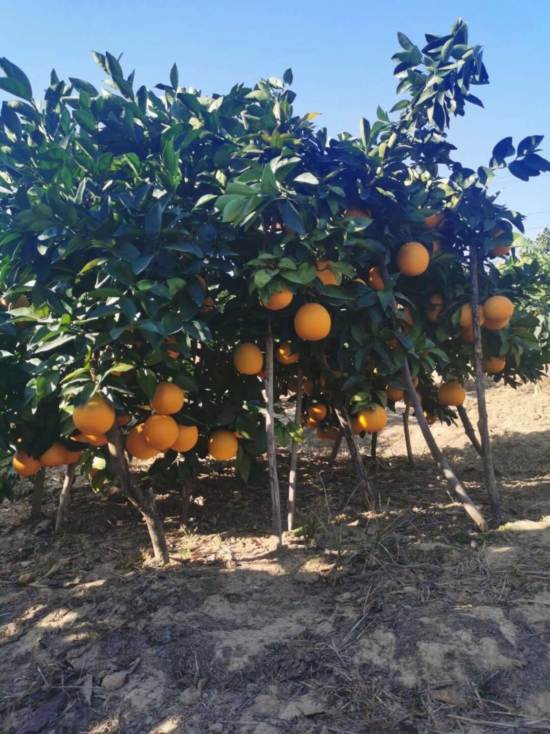 正宗赣南脐橙苗纽荷尔脐橙苗卡拉卡拉血橙苗
