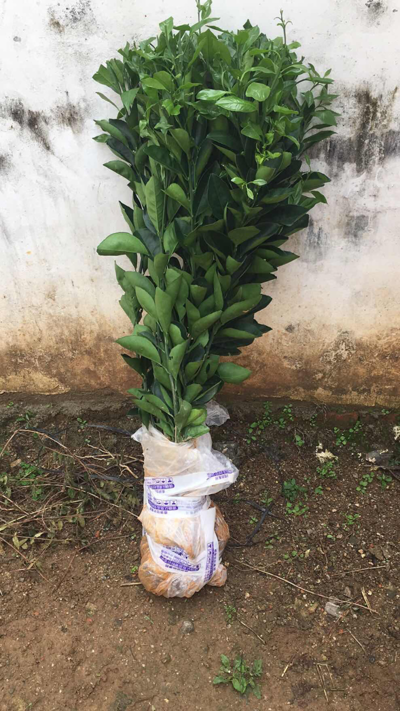 正宗赣南脐橙苗纽荷尔脐橙苗卡拉卡拉血橙苗