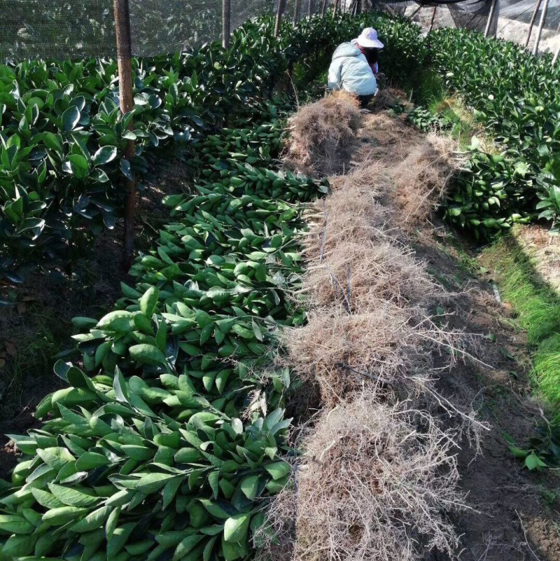 正宗赣南脐橙苗纽荷尔脐橙苗卡拉卡拉血橙苗