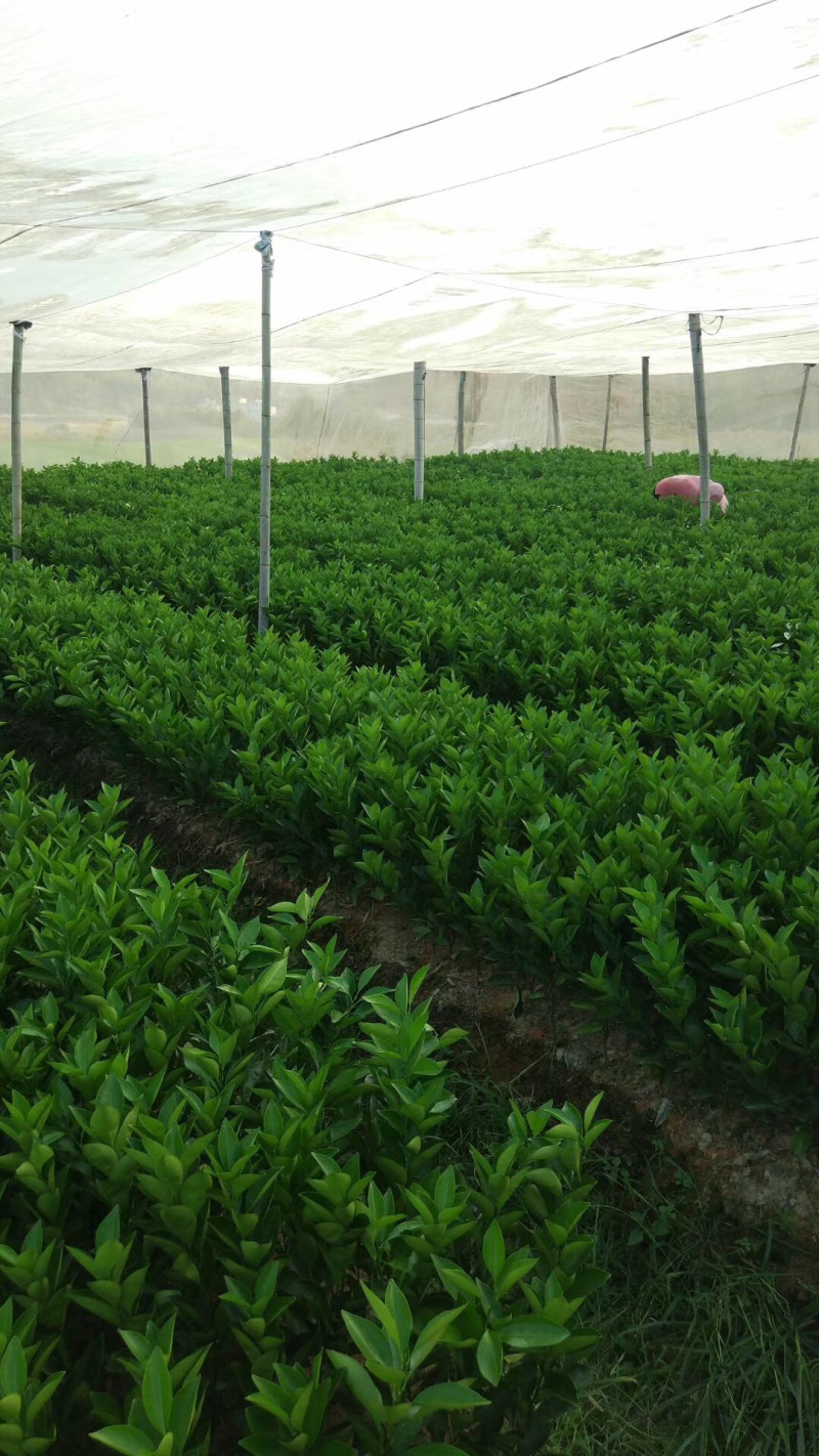 正宗赣南脐橙苗纽荷尔脐橙苗卡拉卡拉血橙苗