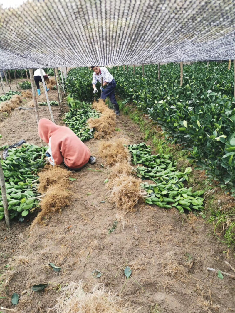 正宗赣南脐橙苗纽荷尔脐橙苗卡拉卡拉血橙苗