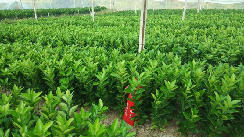 正宗赣南脐橙苗纽荷尔脐橙苗卡拉卡拉血橙苗