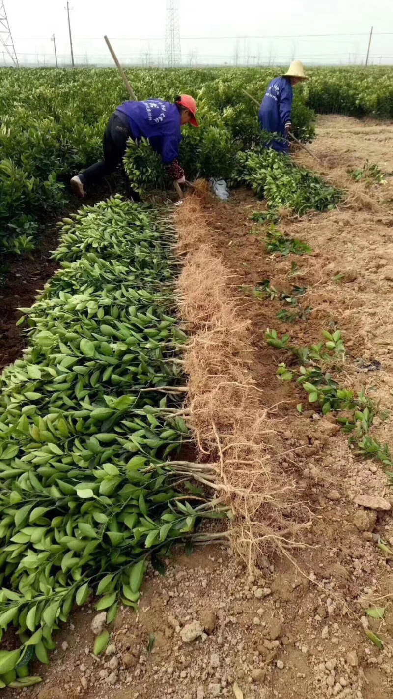 正宗赣南脐橙苗纽荷尔脐橙苗卡拉卡拉血橙苗
