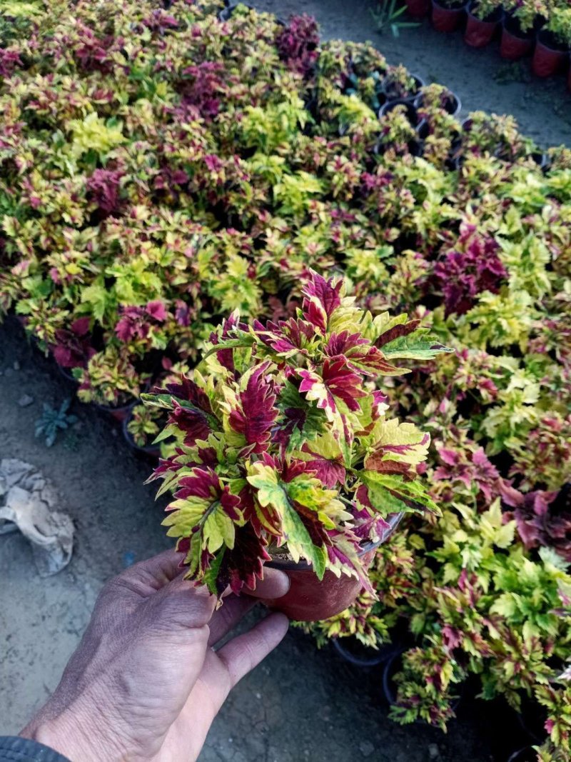 彩叶，品种多规格齐全，基地直销大量有常年供应各种草花苗木