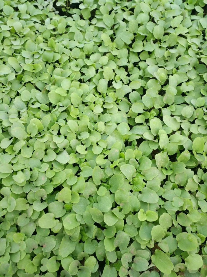 彩叶，品种多规格齐全，基地直销大量有常年供应各种草花苗木