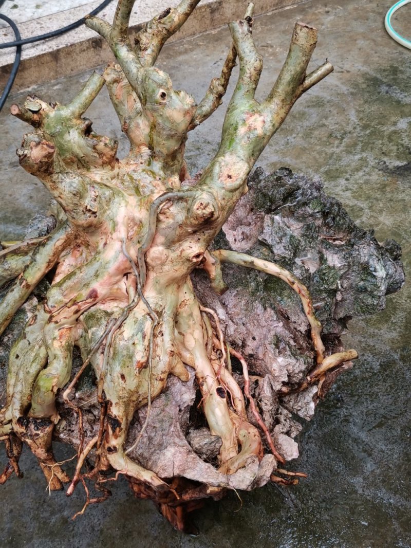 天然抱石精品紫薇桩
